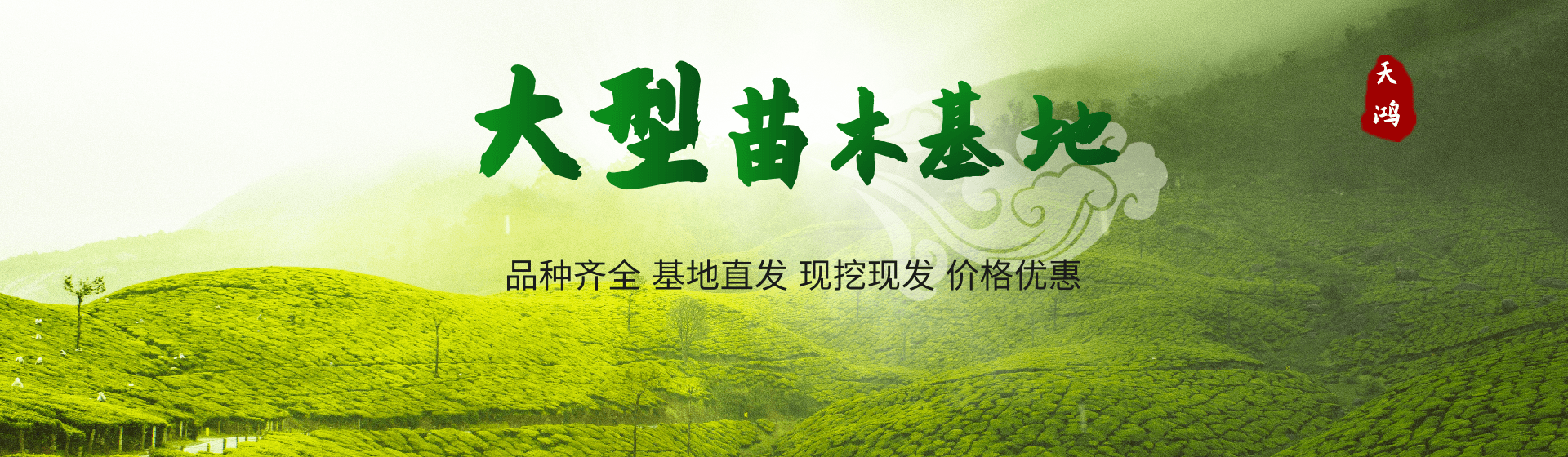 天鸿苗木