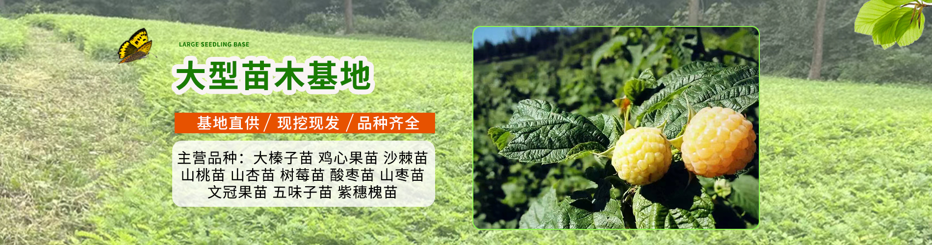 永兴苗圃