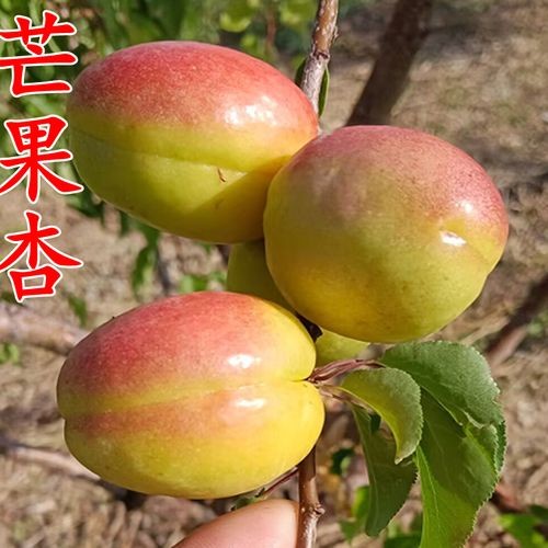 芒果油杏苗 蜜霸油杏苗
