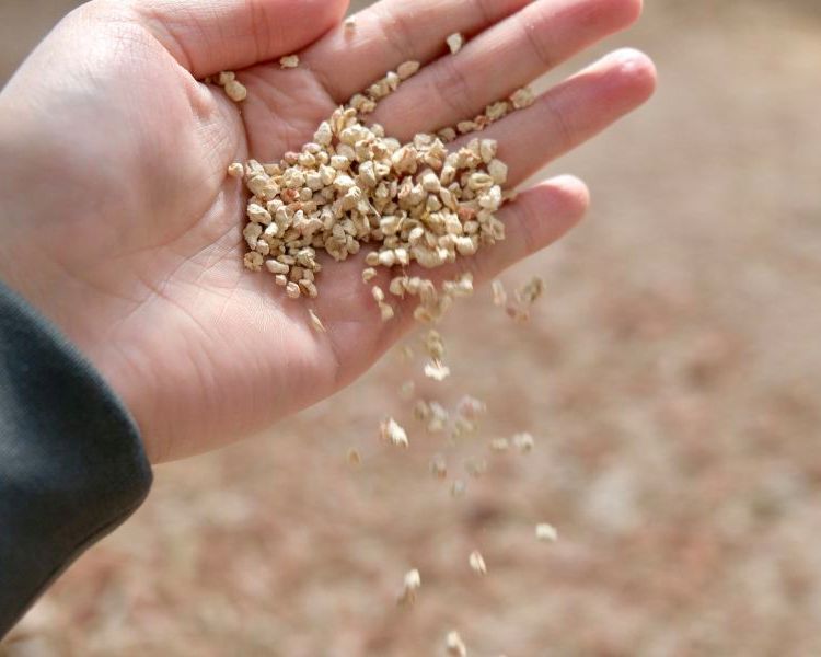 玉米芯颗粒 玉米芯粉 宠物垫料 食用菌培养 香包填充吸水